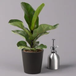 Geigenfeige 'Bambino'', Topf-Ø 12cm, Mit Übertopf Dallas Anthrazit, 2er-Set -Gartenprodukte 0223300044 Ficus lyr Bambino im Topf Dallas anthr 3