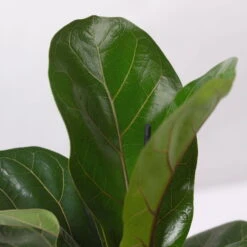 Geigenfeige 'Bambino'', Topf-Ø 12cm, Mit Übertopf Dallas Anthrazit, 2er-Set -Gartenprodukte 0223300044 Ficus lyr Bambino im Topf Dallas anthr 4