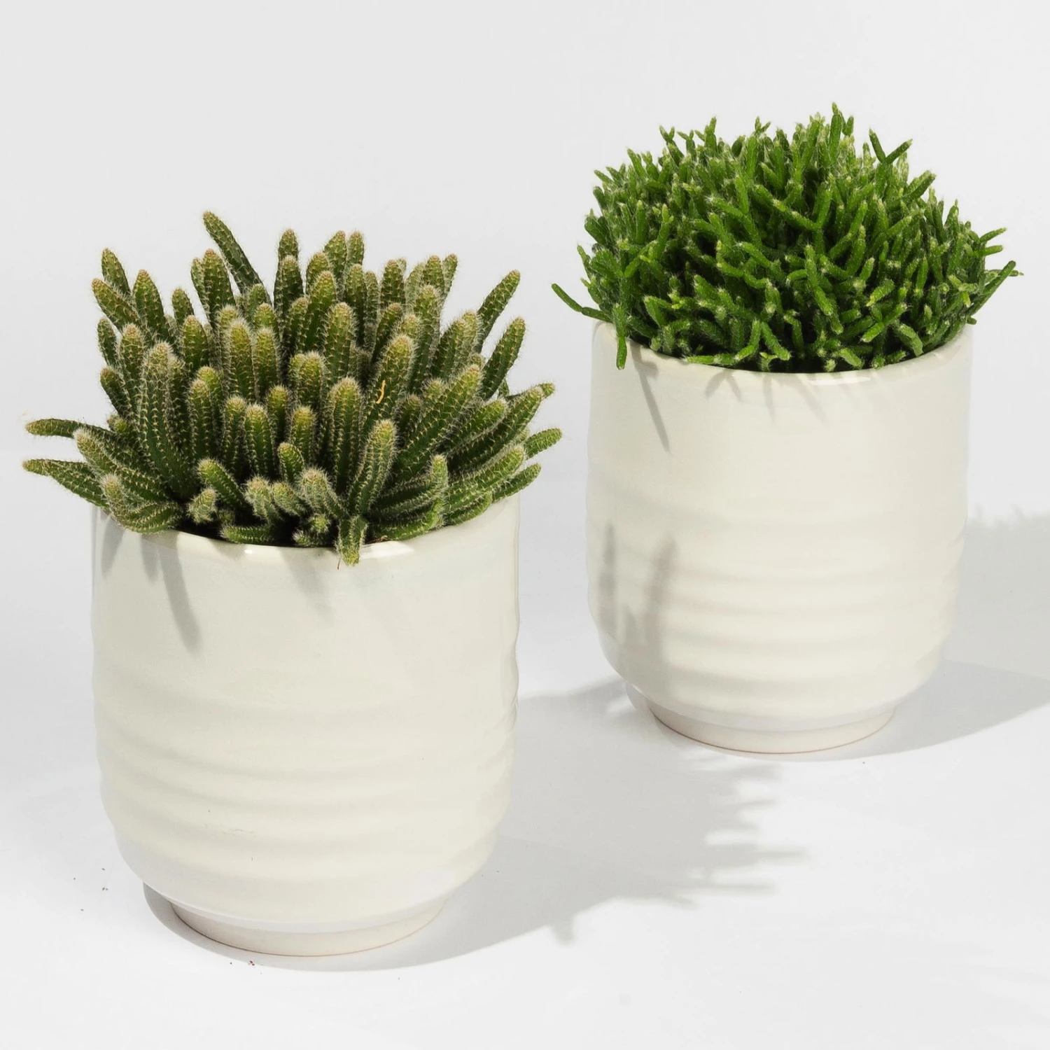 Rhipsalis In Dekotopf 'Wavy', Topf-Ø 9 Cm, 2er-Set 3 Rhipsalis In Dekotopf 'Wavy', Topf-Ø 9 Cm, 2er-Set