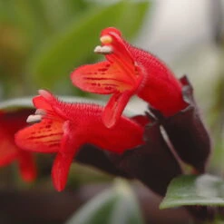 Schamblume 'Red Star', In Blumenampel, Topf-Ø 14 Cm 9 Schamblume 'Red Star', In Blumenampel, Topf-Ø 14 Cm -Gartenprodukte 0230100144 0230200127 Aeschynanthus 115639
