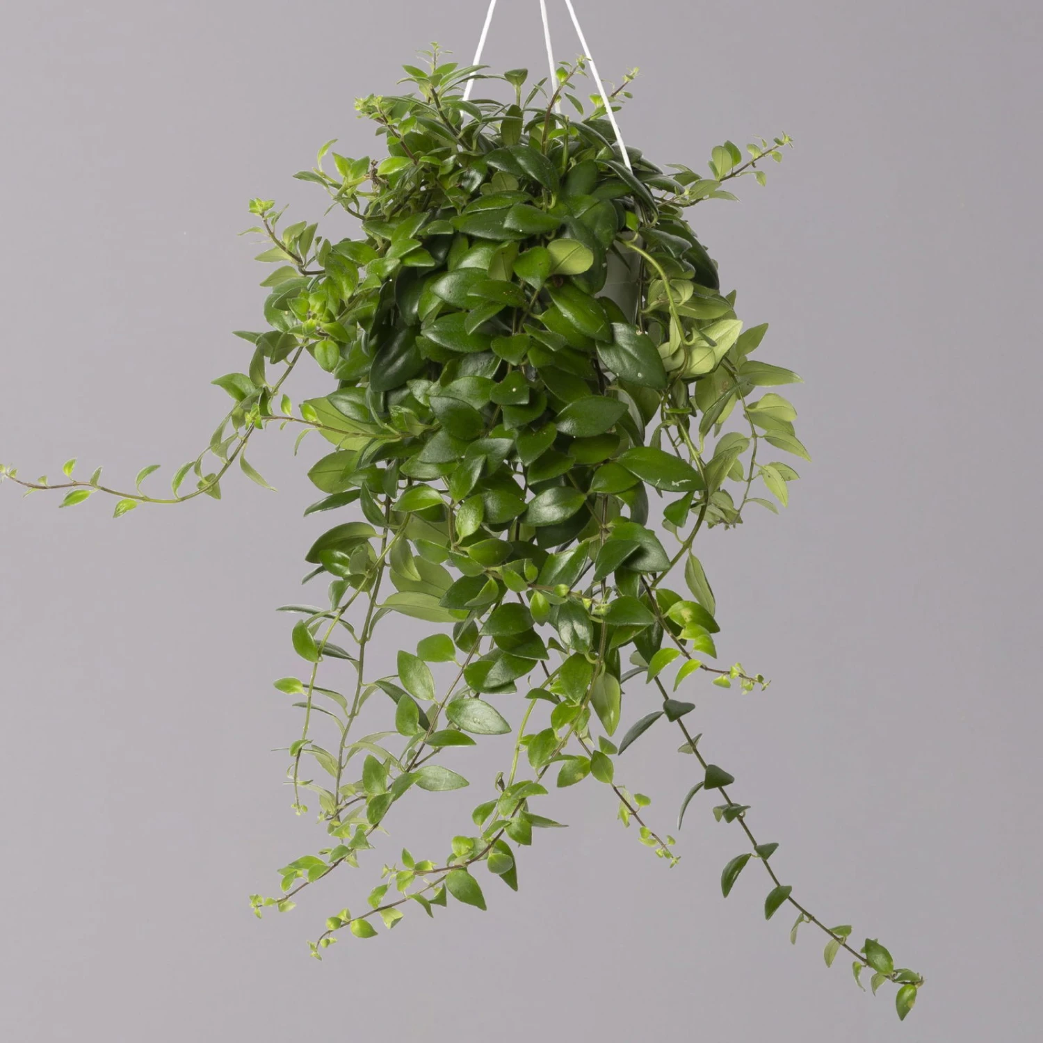 Schamblume 'Red Star', In Blumenampel, Topf-Ø 14 Cm 3 Schamblume 'Red Star', In Blumenampel, Topf-Ø 14 Cm