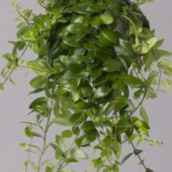 Schamblume 'Red Star', In Blumenampel, Topf-Ø 14 Cm 8 Schamblume 'Red Star', In Blumenampel, Topf-Ø 14 Cm -Gartenprodukte 0230100144 Aeschynanthus Red Star 14cm 2 115555