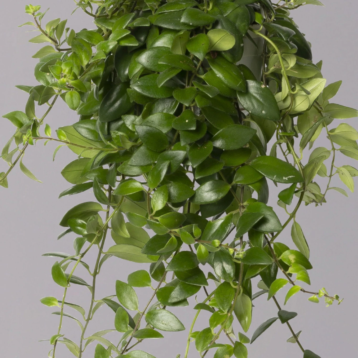 Schamblume 'Red Star', In Blumenampel, Topf-Ø 14 Cm 4 Schamblume 'Red Star', In Blumenampel, Topf-Ø 14 Cm – Bild 2