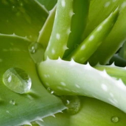 Aloe Vera, Topf-Ø 15 Cm, Höhe Ca. 35-50 Cm -Gartenprodukte 0250102346 0250100086 0250102044 0250102126 0250102250 Aloe vera