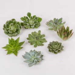 Schnittecheverien-Mix, Ø 8 Cm, 8er-Set 12 Schnittecheverien-Mix, Ø 8 Cm, 8er-Set -Gartenprodukte 0250103007 Schnittecheverien 8er Set WS 2