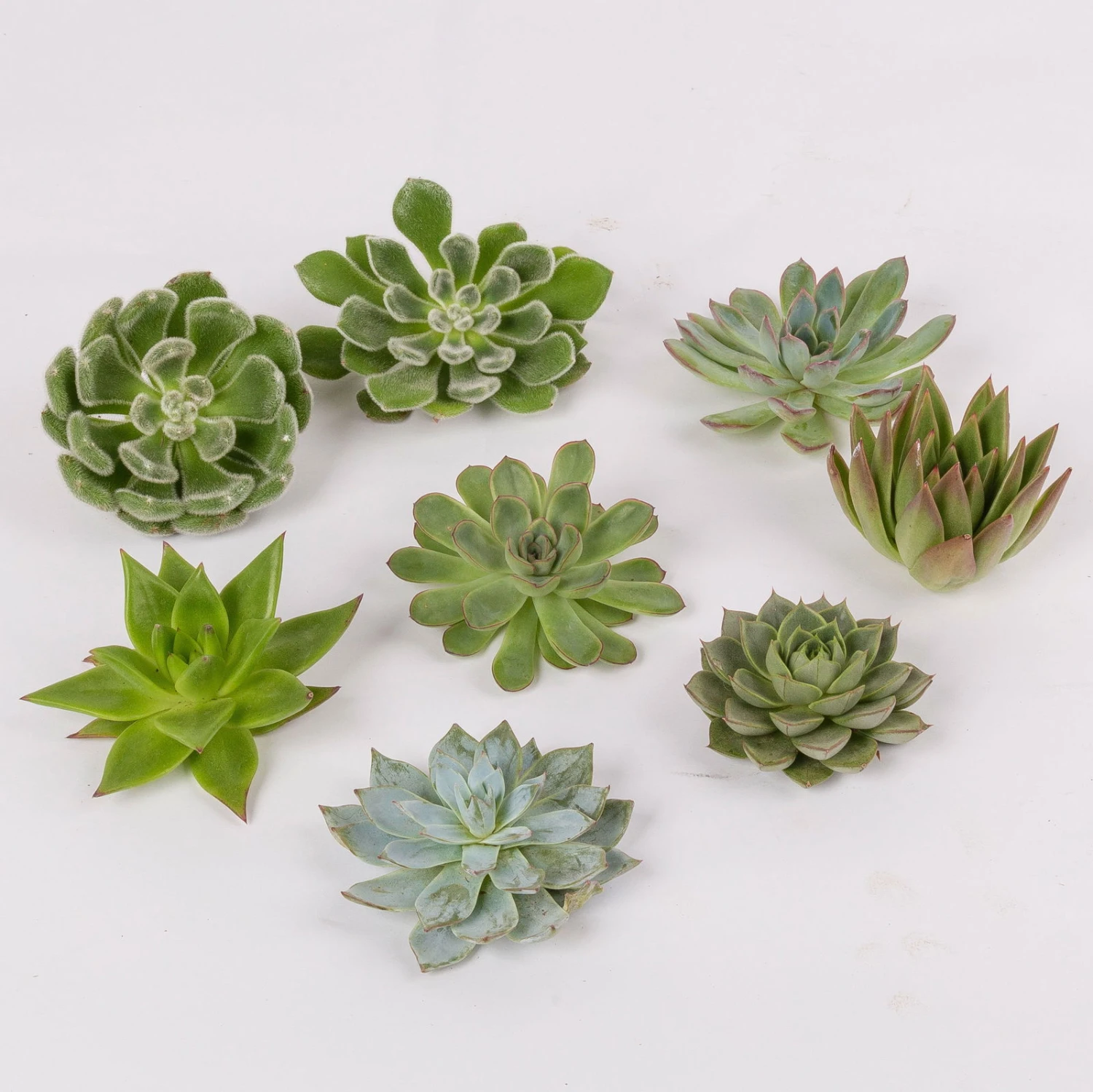 Schnittecheverien-Mix, Ø 8 Cm, 8er-Set 5 Schnittecheverien-Mix, Ø 8 Cm, 8er-Set – Bild 3