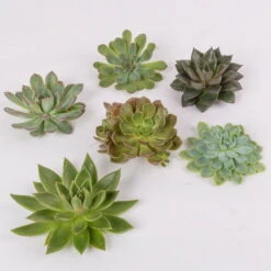 Schnittecheverien-Mix, Ø 10 Cm, 6er-Set -Gartenprodukte 0250103008 Schnittecheverien 6er Set WS 2