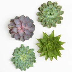 Schnittecheverien-Mix, Ø 12 Cm, 4er-Set -Gartenprodukte 0250103009 Schnittecheverien 4er Set 12 cm WS 2