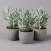 Senecio 'Aquarine® Mount Everest', Topf-Ø 12 Cm, Höhe Ca. 25 Cm, 3er-Set -Gartenprodukte 0250103304 Curio ficoides Mount Everest 12cm 3er Set 1 115560