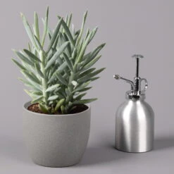 Senecio 'Aquarine® Mount Everest', Topf-Ø 12 Cm, Höhe Ca. 25 Cm, 3er-Set -Gartenprodukte 0250103304 Curio ficoides Mount Everest 12cm 3er Set 3 115563