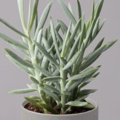 Senecio 'Aquarine® Mount Everest', Topf-Ø 12 Cm, Höhe Ca. 25 Cm, 3er-Set -Gartenprodukte 0250103304 Curio ficoides Mount Everest 12cm 3er Set 4 115562