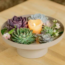 Schnittecheverien-Mix, Ø 16 Cm, 2er-Set -Gartenprodukte 0250103364 Echeveria Mix 7 10cm in DIY Box 4 117171 5