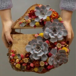 Schnittecheverien-Mix, Ø 5 Cm, 12er-Set -Gartenprodukte 0250103364 Echeveria Mix 7 10cm in DIY Box 6 117174 1