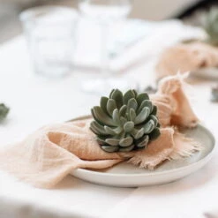 Schnittecheverien-Mix, Ø 10 Cm, 6er-Set -Gartenprodukte 0250103364 Echeveria Mix 7 10cm in DIY Box 7 117173 2