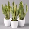 Bogenhanf In Keramiktopf Dallas Weiß, Topf-Ø 12 Cm, Höhe Ca. 30-45 Cm, 3er-Set 1 Bogenhanf In Keramiktopf Dallas Weiß, Topf-Ø 12 Cm, Höhe Ca. 30-45 Cm, 3er-Set -Gartenprodukte 0250200685 Sansev Laurentii in Topf Dallas weiss 3er Set
