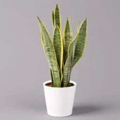 Bogenhanf In Keramiktopf Dallas Weiß, Topf-Ø 12 Cm, Höhe Ca. 30-45 Cm, 3er-Set -Gartenprodukte 0250200713 Sansev Laurentii Dallas weiss 1