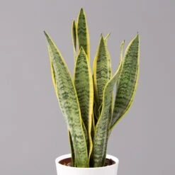 Bogenhanf In Keramiktopf Dallas Weiß, Topf-Ø 12 Cm, Höhe Ca. 30-45 Cm, 3er-Set -Gartenprodukte 0250200713 Sansev Laurentii Dallas weiss 2