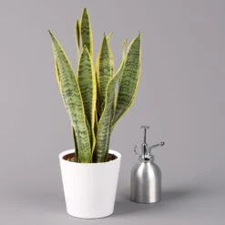 Bogenhanf In Keramiktopf Dallas Weiß, Topf-Ø 12 Cm, Höhe Ca. 30-45 Cm, 3er-Set -Gartenprodukte 0250200713 Sansev Laurentii Dallas weiss 3