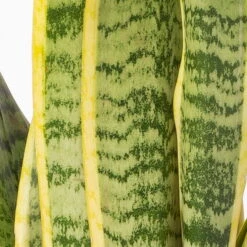 Bogenhanf In Keramiktopf Dallas Weiß, Topf-Ø 12 Cm, Höhe Ca. 35-45cm, 2er-Set -Gartenprodukte 0250200713 Sansev Laurentii Dallas weiss 4 1