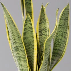 Bogenhanf In Übertopf Vibes Gelb, Topf-Ø 12 Cm, Höhe Ca. 45 Cm -Gartenprodukte 0250200811 0250200812 0250200813 0250200815 Sansevieria trif 124883