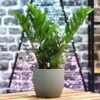 Glücksfeder, Topf-Ø 14 Cm, Höhe Ca. 40 Cm -Gartenprodukte 0250300074 Zamioculcas zamiifolia Lucky