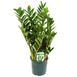 Neue Produkte -Gartenprodukte 0250300075 Zamioculcas zamiifolia Lucky 17cm T H 50cm