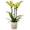 Phalaenopsis, Gelbtöne, 3 Rispen, Topf-Ø 9 Cm, Höhe Ca. 30 Cm -Gartenprodukte 0290100039 Phalaenopsis 3Rispen gelb 9cm Topf Hoehe 30cm
