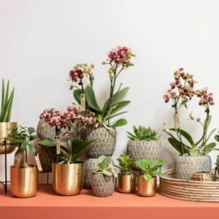 Phalaenopsis, Gesprenkelte Sorten, 3 Rispen, Topf-Ø 9 Cm, Höhe Ca. 30 Cm -Gartenprodukte 0290100047