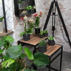 Phalaenopsis, Gesprenkelte Sorten, 3 Rispen, Topf-Ø 9 Cm, Höhe Ca. 30 Cm -Gartenprodukte 0290100047 Phalaenopsis 3R gesprenkelt 9 cm T H 30 cm