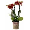 Phalaenopsis, Gesprenkelte Sorten, 3 Rispen, Topf-Ø 9 Cm, Höhe Ca. 30 Cm 2 Phalaenopsis, Gesprenkelte Sorten, 3 Rispen, Topf-Ø 9 Cm, Höhe Ca. 30 Cm -Gartenprodukte 0290100047 Phalaenopsis 3Rispen gesprenkelt 9cm Topf Hoehe 30cm