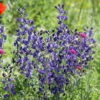 Bio Eisenhut Blau, Topf-Ø 11 Cm, 3er-Set -Gartenprodukte 0310100016 Aconitum napellus Koelle 11 cm Topf blau 44384