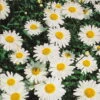 Bio Leucanthemum 'Silberprinzesschen' Weiß, Topf-Ø 11 Cm, 3er-Set -Gartenprodukte 0310100151 Leucanthemum maximum weiss Koelles Beste 11er Topf Silberprinzesschen o 4729