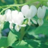 Bio Tränendes Herz 'Alba' Weiß, Topf-Ø 11 Cm, 3er-Set -Gartenprodukte 0310100192 Dicentra spectabilis Alba 46334