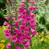 Bio Fingerhut Dunkelrosa, Topf-Ø 11 Cm, 3er-Set -Gartenprodukte 0310100194 Digitalis purpurea dunkelrosa K lle 11 cm Topf dunkelrosa k 28787