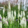Bio Prachtscharte Weiß, Topf-Ø 11 Cm, 3er-Set -Gartenprodukte 0310100316 Liatris spicata K lle 11 cm Topf weiss 60046 7824 1 16231
