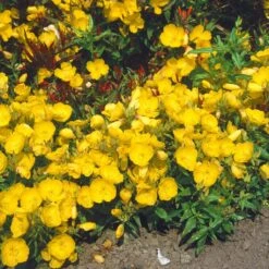 Bio Nachtkerze Goldgelb, Topf-Ø 11 Cm, 3er-Set -Gartenprodukte 0310100364 Oenothera tetragona 11cm Topf gelb 125709
