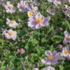 Herbst-Anemone Rosa, 3 Liter Topf -Gartenprodukte 0310101914 Anemone japonica 6948