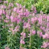 Bio Gelenkblume Rosa, Topf-Ø 11 Cm, 3er-Set 2 Bio Gelenkblume Rosa, Topf-Ø 11 Cm, 3er-Set -Gartenprodukte 0310101984 Physostegia virginiana K lle 11 cm Topf rosa 60046 9143 1 16249