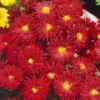 Bio Winteraster Rot, Topf-Ø 11 Cm, 3er-Set -Gartenprodukte 0310102181 Chrysanthemum hortorum ind. K lle 11 cm Topf rot 60046 9315 1 16250