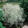 Bio Schleierkraut 'Summer Sparkles' Weiß, Topf-Ø 11cm, 3er-Set -Gartenprodukte 0310102960 Gypsophila pan 6949