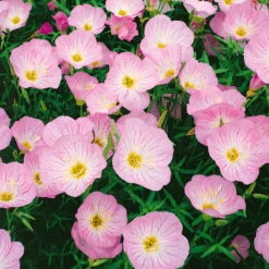 Bio Nachtkerze 'Siskiyou Pink' Rosa, Topf-Ø 11 Cm, 3er-Set -Gartenprodukte 0310105848 nachtkerze siskiyou rosa 11 cm topf web 42374