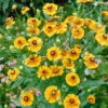 Bio Sonnenbraut 'Goldrausch' Gelb, Topf-Ø 11 Cm, 3er-Set -Gartenprodukte 0310106052 Helenium x cultorum Goldrausch K lle 11 cm Topf gelb mit brauner Mitte 19779