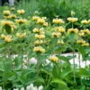 Bio Brandkraut Gelb, Topf-Ø 11 Cm, 3er-Set -Gartenprodukte 0310106778 Phlomis russeliana Koelle 11 cm Topf gelb 44404