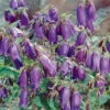 Bio Campanula Punctata 'Kent Belle' Violett, Topf-Ø 11 Cm, 3er-Set 2 Bio Campanula Punctata 'Kent Belle' Violett, Topf-Ø 11 Cm, 3er-Set -Gartenprodukte 0310106906 Campanula punc Kent Belle dunkelblau 44406