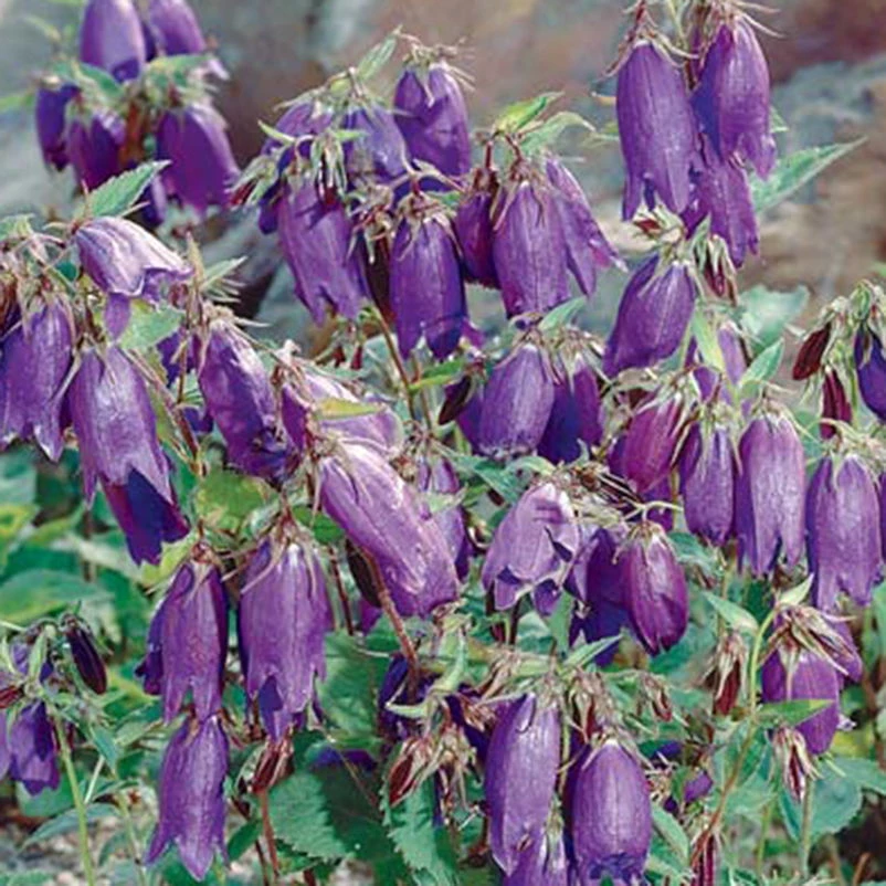 Bio Campanula Punctata 'Kent Belle' Violett, Topf-Ø 11 Cm, 3er-Set 3 Bio Campanula Punctata 'Kent Belle' Violett, Topf-Ø 11 Cm, 3er-Set
