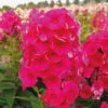Bio Flammenblume 'Adessa® Red' Rot, Topf-Ø 11 Cm, 3er-Set 2 Bio Flammenblume 'Adessa® Red' Rot, Topf-Ø 11 Cm, 3er-Set -Gartenprodukte 0310106926 Phlox pan Adessa Red Koelles Beste 11cm Topf o 4799
