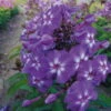 Bio Flammenblume 'Adessa® Purple Star' Violett-weiß, Topf-Ø 11 Cm, 3er-Set -Gartenprodukte 0310106929 Phlox pan Adessa Purple Star Koelles Beste 11cm Topf o 4803