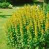 Bio Goldfelberich Gelb, Topf-Ø 11 Cm, 3er-Set -Gartenprodukte 0310107415 Lysimachia punctata Koelle 11 cm Topf 66225