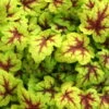 Heucherella 'Stoplight®', Topf-Ø 12 Cm, 3er-Set -Gartenprodukte 0310150103 KB Heucherella Stoplight 12erTopf hellgruen mitroterMitte Neu 03 39225