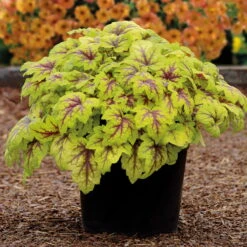 Heucherella 'Stoplight®', Topf-Ø 12 Cm, 3er-Set -Gartenprodukte 0310150103 KB Heucherella Stoplight 12erTopf hellgruen mitroterMitte Neu 39223
